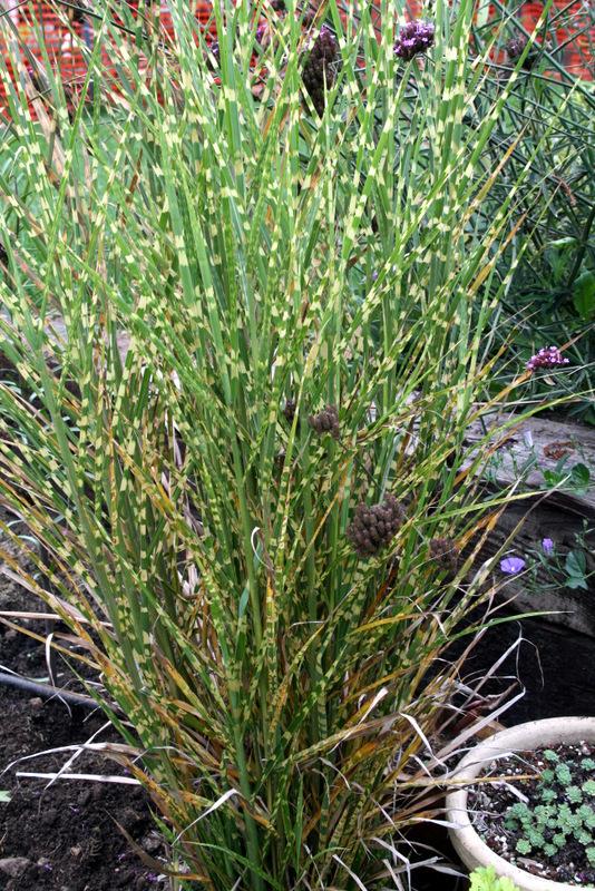 Photo of Eulalia (Miscanthus sinensis 'Gold Bar') uploaded by Calif_Sue