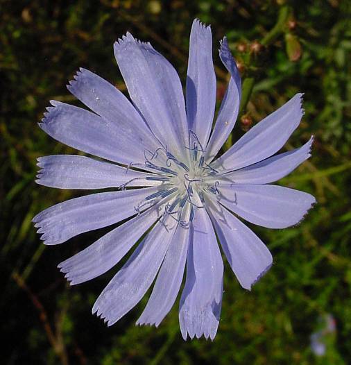 Photo of Chicory (Cichorium intybus) uploaded by Calif_Sue
