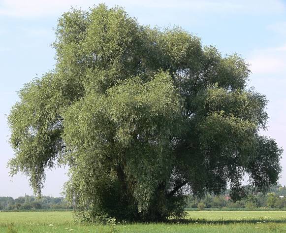 Photo of White Willow (Salix alba) uploaded by Calif_Sue