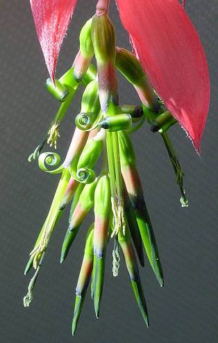 Photo of Queen's Tears (Billbergia nutans) uploaded by Calif_Sue