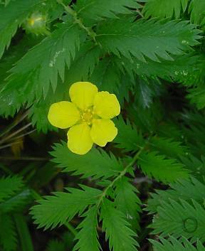 Photo of Silverweed (Argentina anserina subsp. anserina) uploaded by Calif_Sue