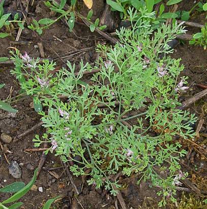Photo of Common Fumitory (Fumaria officinalis) uploaded by Calif_Sue