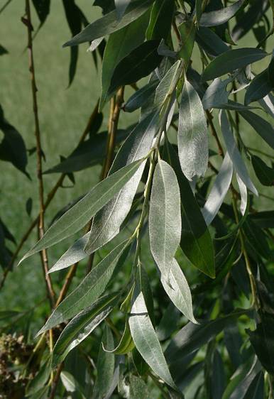 Photo of White Willow (Salix alba) uploaded by Calif_Sue