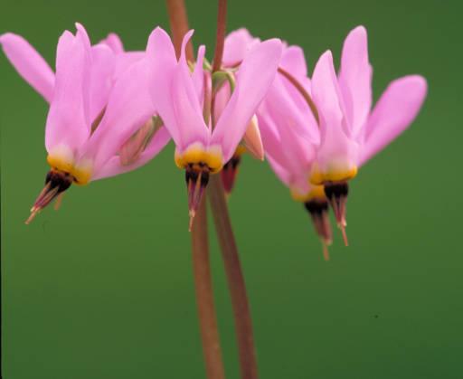 Photo of Shooting Star (Dodecatheon meadia) uploaded by SongofJoy