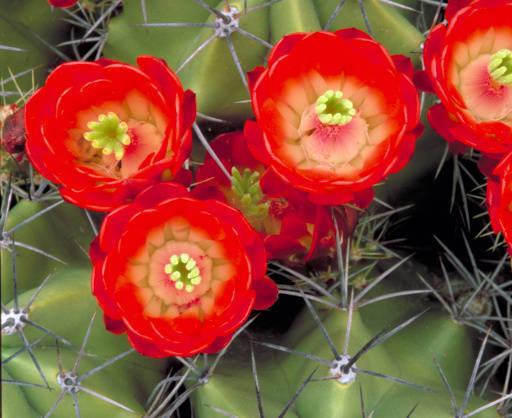 Photo of Claretcup Cactus (Echinocereus triglochidiatus) uploaded by SongofJoy
