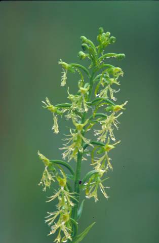 Photo of Green Fringed Orchid (Platanthera lacera) uploaded by SongofJoy