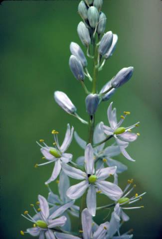 Photo of Wild Hyacinth (Camassia scilloides) uploaded by SongofJoy