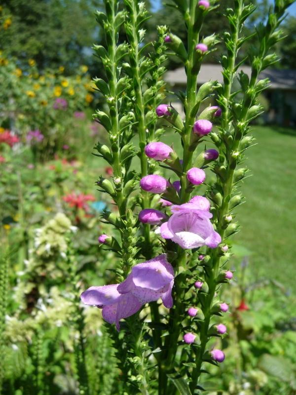 Photo of Obedient Plant (Physostegia virginiana) uploaded by gardengus