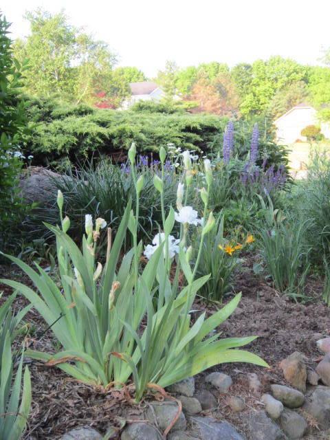 Photo of Tall Bearded Iris (Iris 'Mesmerizer') uploaded by ge1836