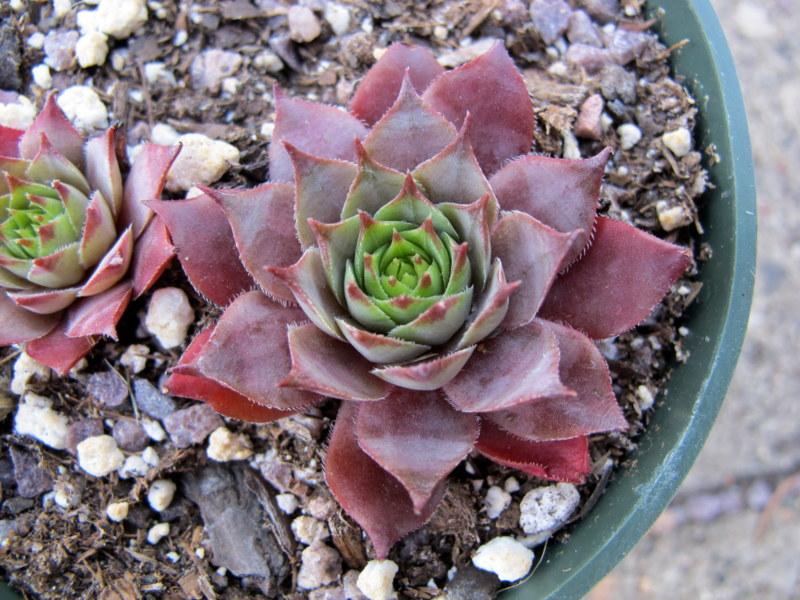 Photo of Hen and Chicks (Sempervivum 'Purple Beauty') uploaded by goldfinch4