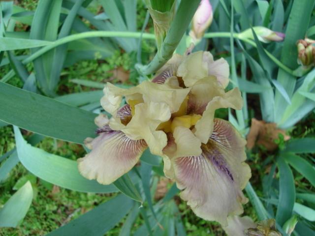 Photo of Tall Bearded Iris (Iris 'Thornbird') uploaded by louise