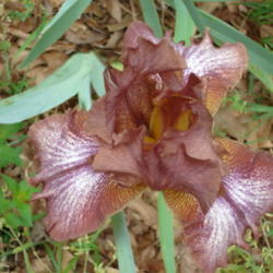 Location: East TX  zone  8a
Date: 2009  