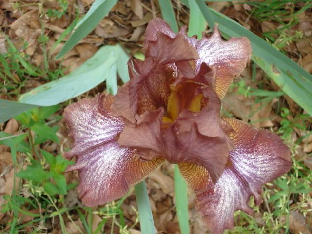 Photo of Tall Bearded Iris (Iris 'Huckleberry Fudge') uploaded by louise