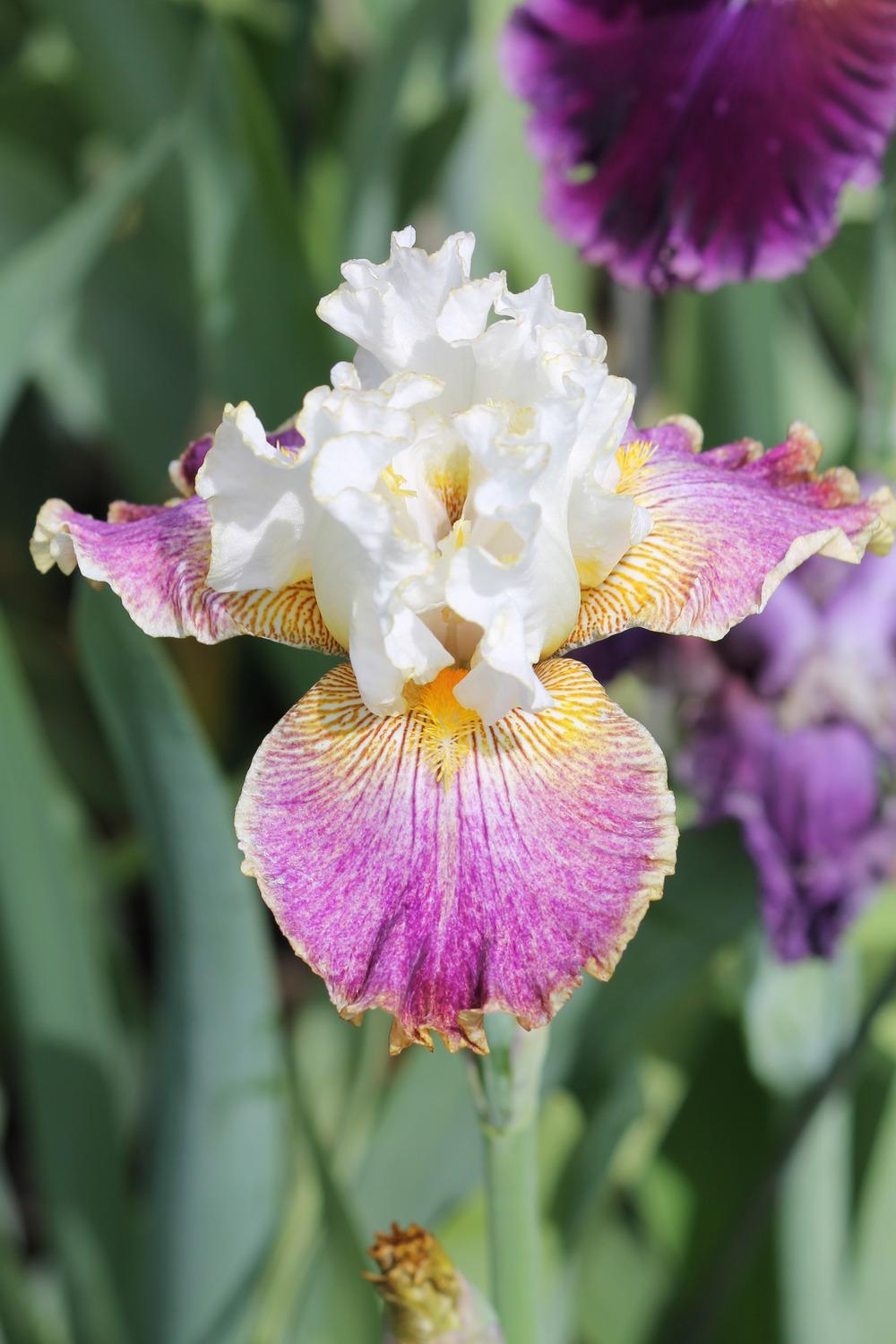 Photo of Tall Bearded Iris (Iris 'Sordid Lives') uploaded by ARUBA1334