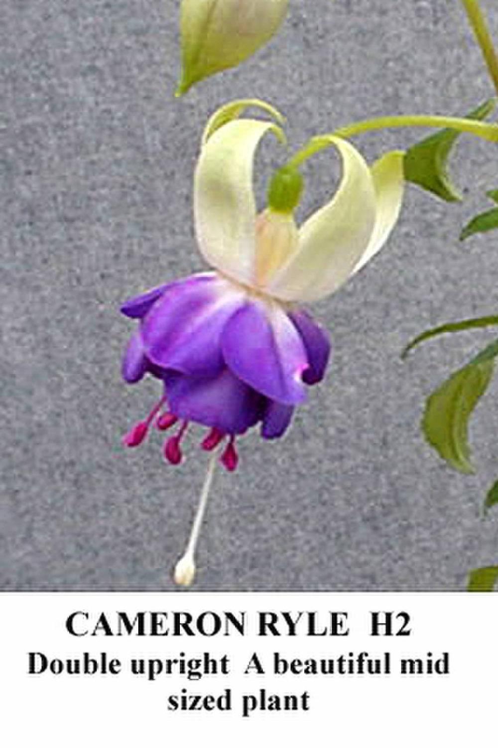 Photo of Fuchsia 'Cameron Ryle' uploaded by Calif_Sue