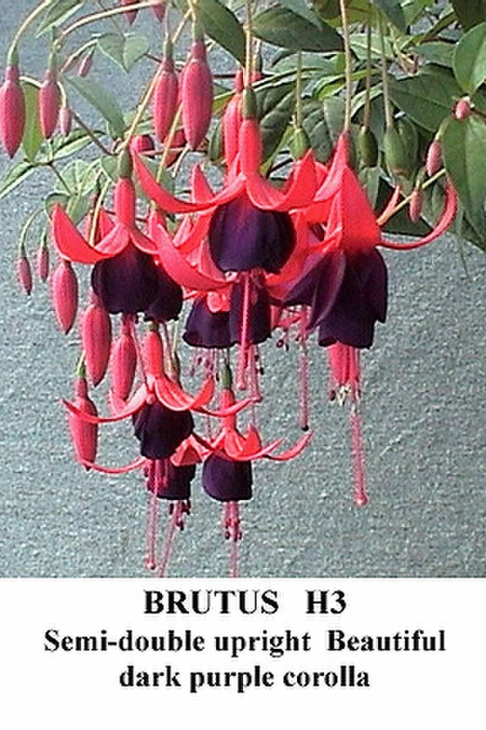 Photo of Fuchsia 'Brutus' uploaded by Calif_Sue