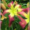 Photo Courtesy of Red Lane Daylily Gardens. Used with Permission
