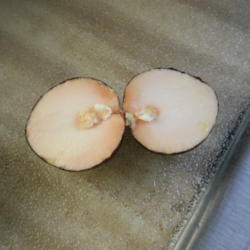 
Date: 2012-11-08
Seed split open.