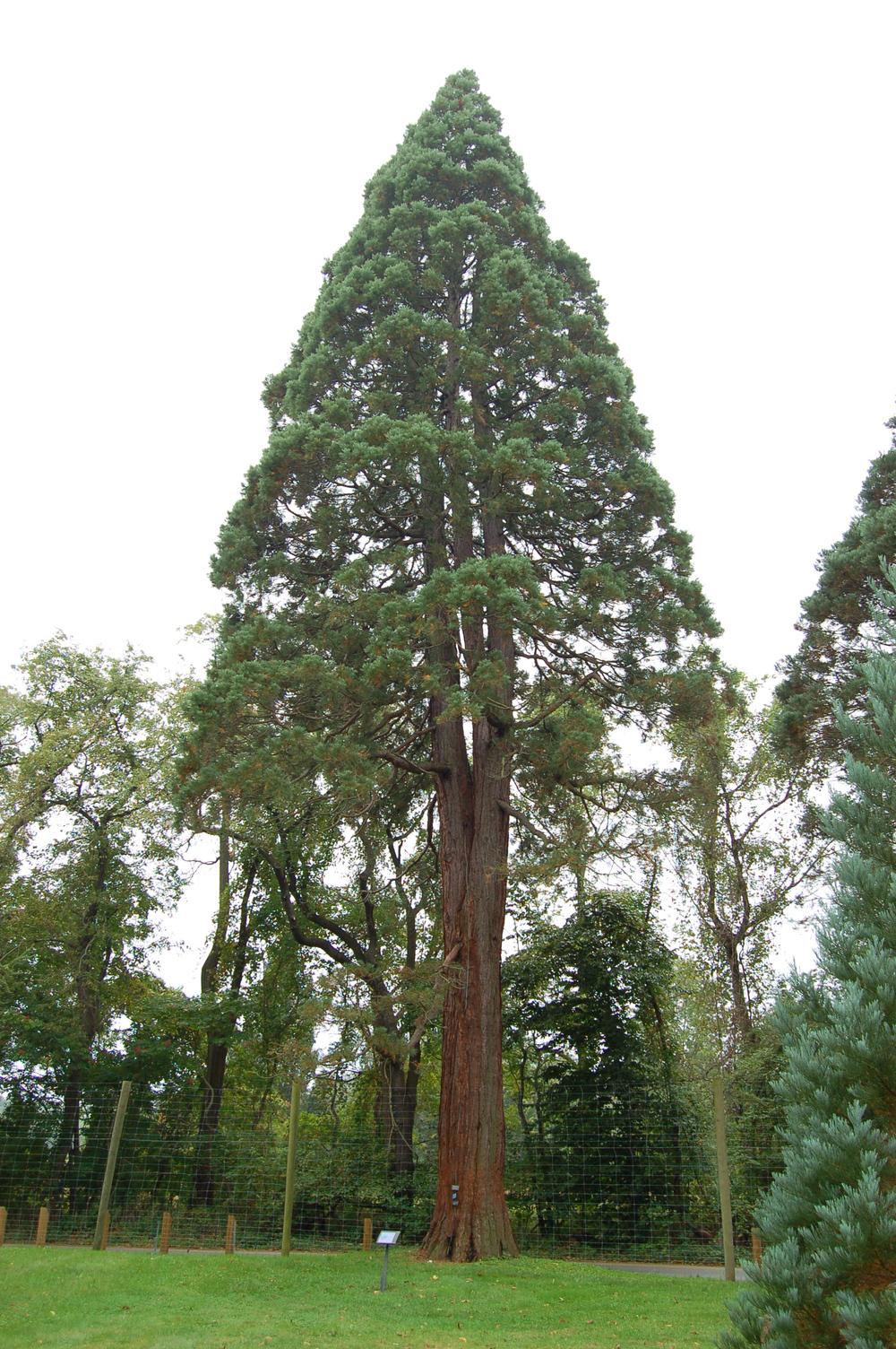 Photo of Giant Sequoia (Sequoiadendron giganteum) uploaded by SongofJoy