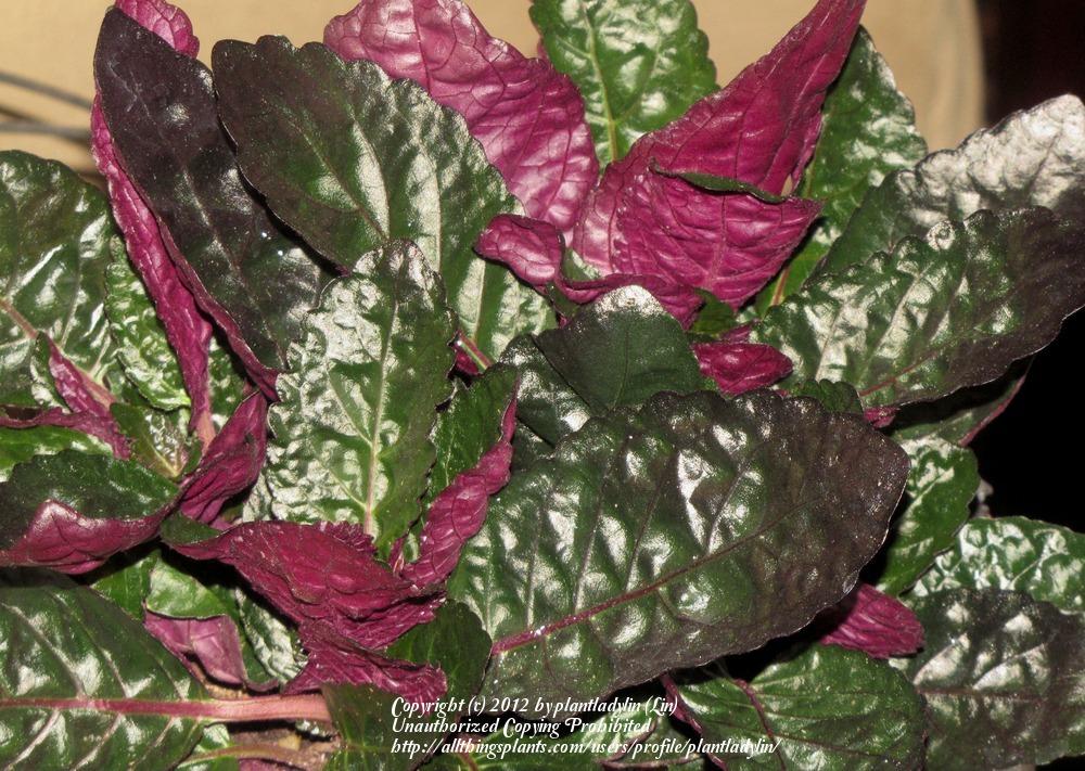 Photo of Purple Waffle Plant (Hemigraphis 'Exotica') uploaded by plantladylin