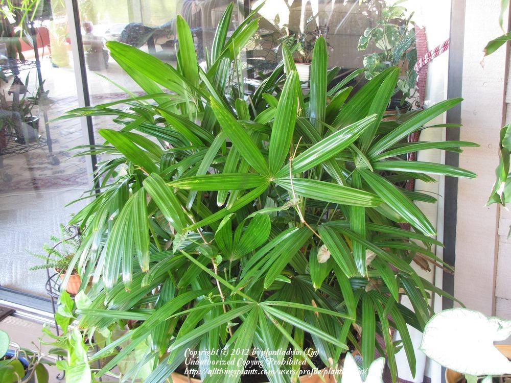 Photo of Lady Palm (Rhapis excelsa) uploaded by plantladylin