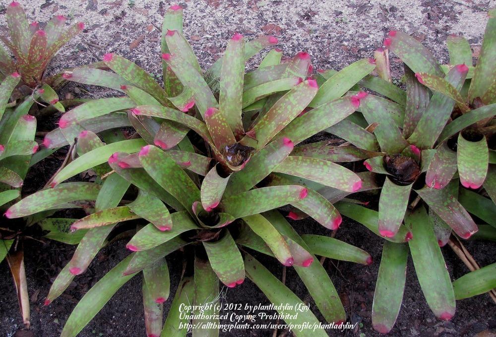 Photo of Painted Fingernail Bromeliad (Neoregelia spectabilis) uploaded by plantladylin