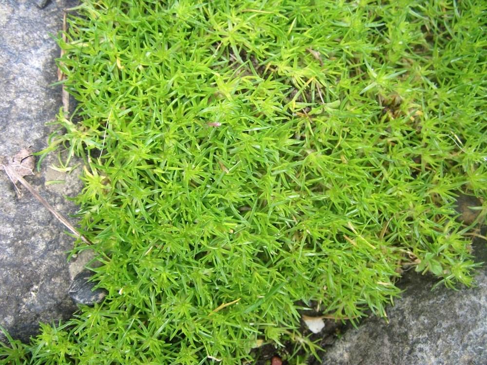 Photo of Irish Moss (Sagina subulata) uploaded by Bonehead