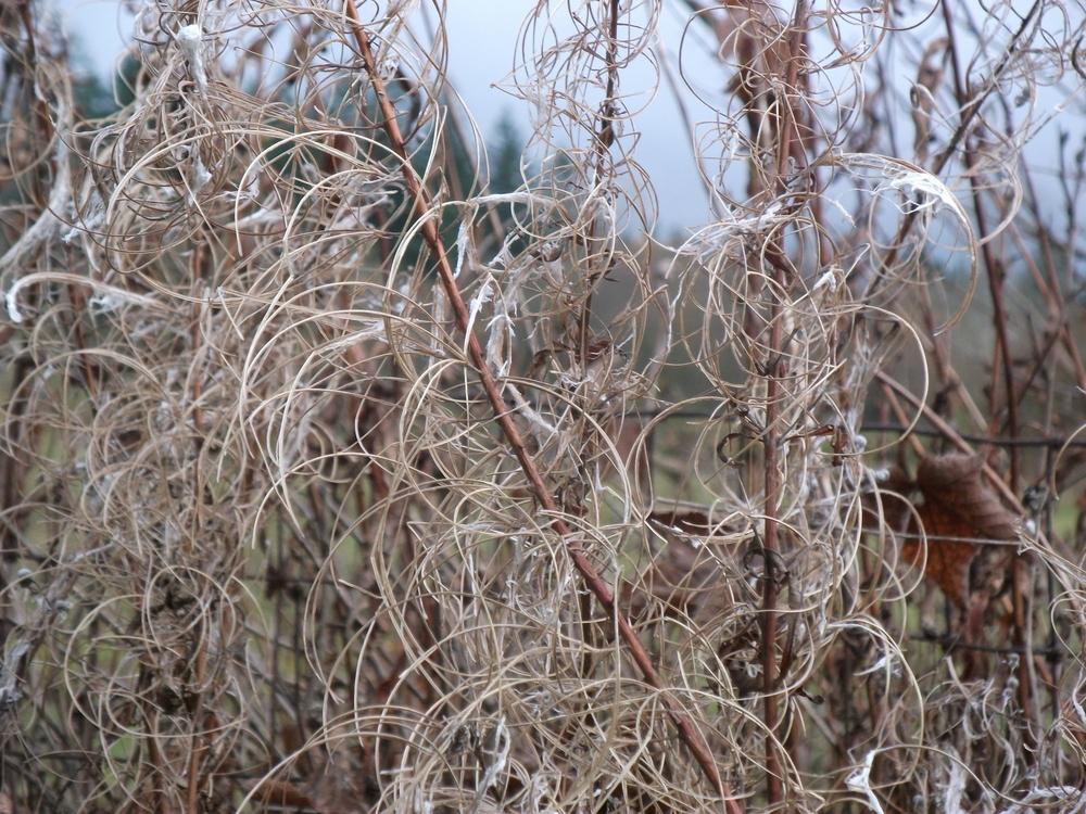 Photo of Fireweed (Chamaenerion angustifolium subsp. angustifolium) uploaded by Bonehead