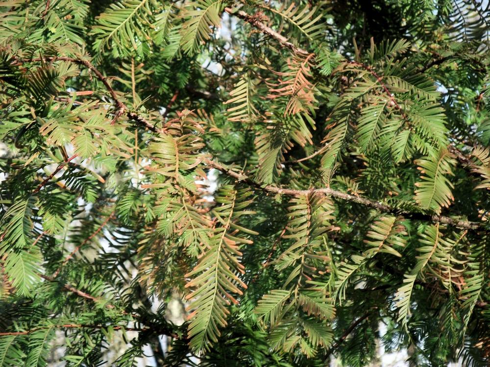 Photo of Dawn Redwood (Metasequoia glyptostroboides) uploaded by Bonehead