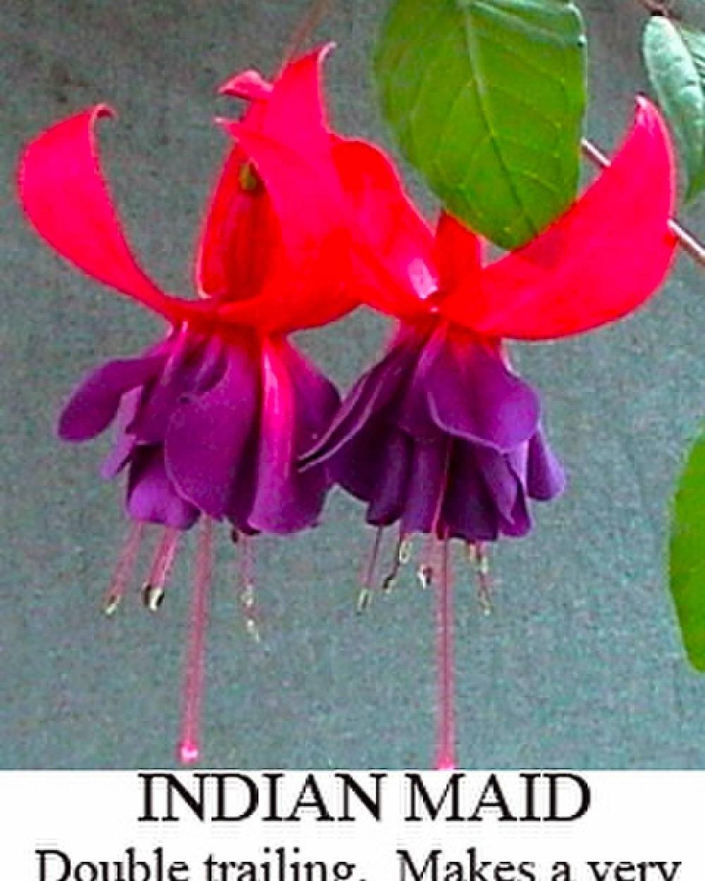 Photo of Fuchsia 'Indian Maid' uploaded by Calif_Sue