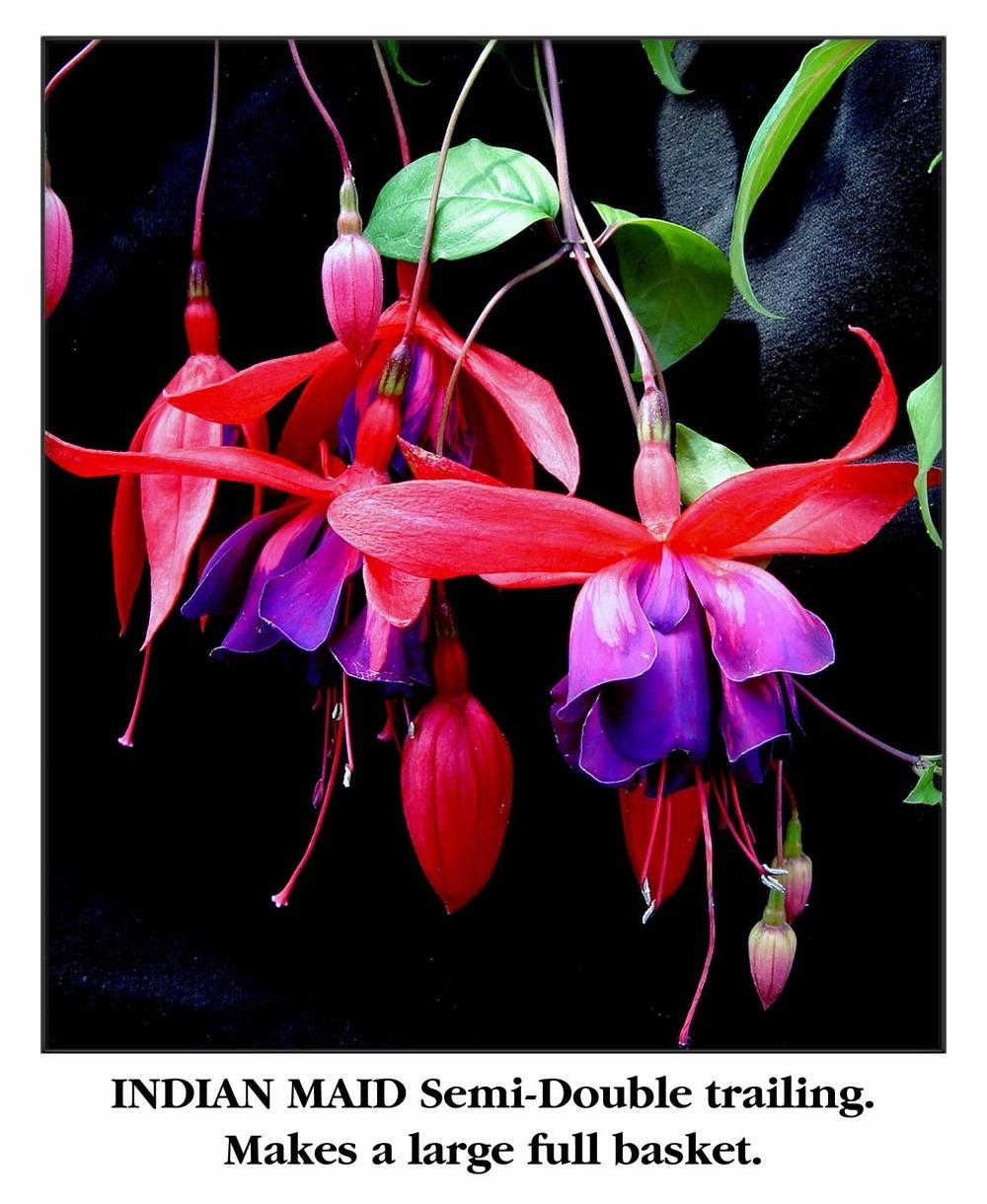 Photo of Fuchsia 'Indian Maid' uploaded by Calif_Sue
