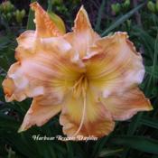 Photo Courtesy of Harbour Breezes Daylilies. Used with Permission