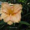 Photo Courtesy of Harbour Breezes Daylilies. Used with Permission