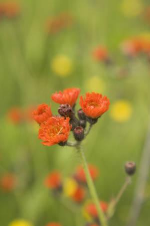 Photo of Orange Hawkweed (Pilosella aurantiaca subsp. aurantiaca) uploaded by SongofJoy