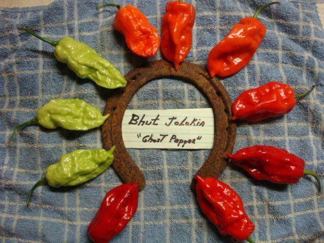 Photo of Ghost Pepper (Capsicum chinense) uploaded by Horseshoe