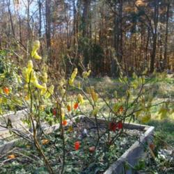 Location: MoonDance Farm, NC
Date: 2012-11-11
Bhut Jolokia: \"skeleton\" of plant with unpicked peppers after f