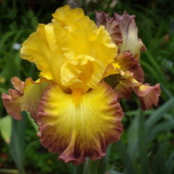 Location: My garden in Bakersfield, CA
Date: 2012-04-23 