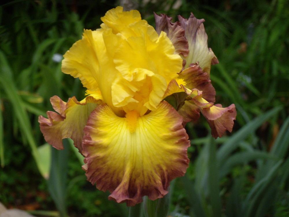 Photo of Tall Bearded Iris (Iris 'Summer Shadow') uploaded by Betja