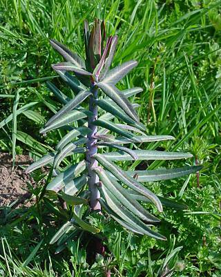 Photo of Gopher Spurge (Euphorbia lathyris) uploaded by Calif_Sue