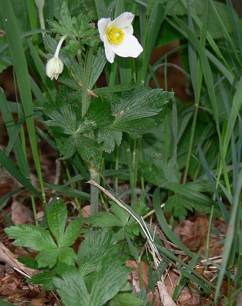 Photo of Snowdrop Anemone (Anemone sylvestris) uploaded by Calif_Sue