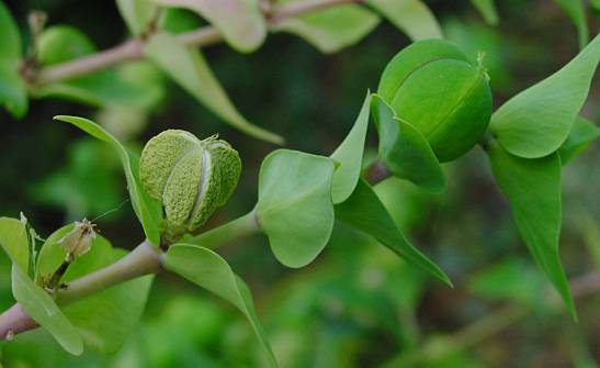 Photo of Gopher Spurge (Euphorbia lathyris) uploaded by Calif_Sue