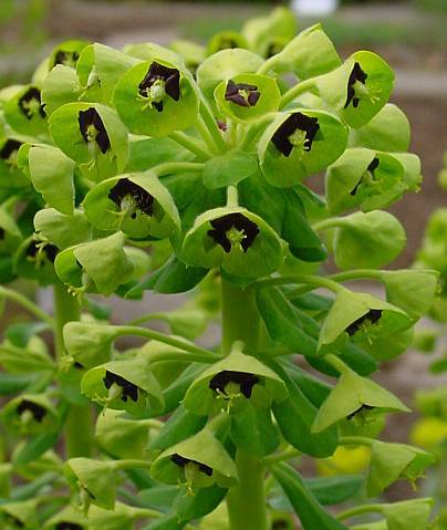 Photo of Euphorbia (Euphorbia characias subsp. characias) uploaded by Calif_Sue