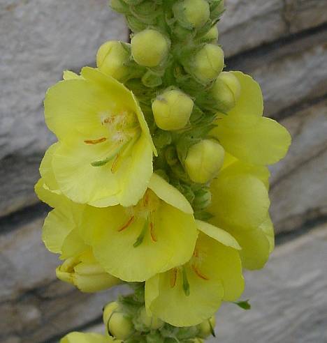 Photo of Dense Mullein (Verbascum densiflorum) uploaded by Calif_Sue