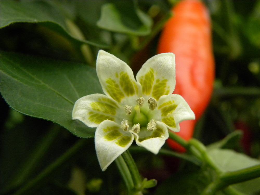 Photo of Ornamental Pepper (Capsicum baccatum 'Aji Omnicolor') uploaded by DanCarmona