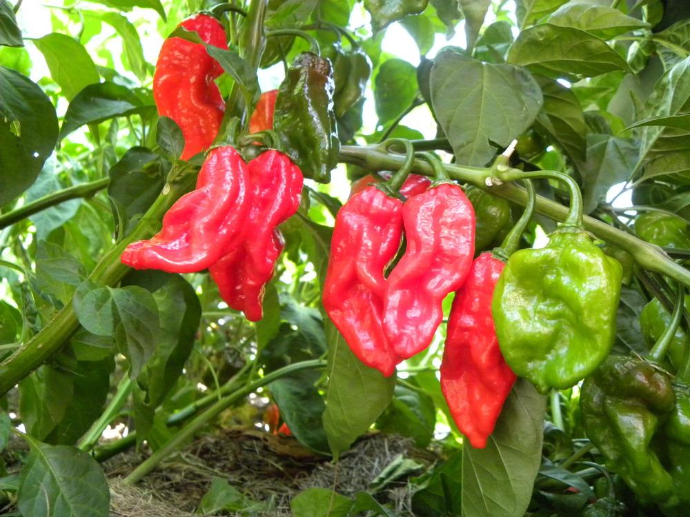 Photo of Ghost Pepper (Capsicum chinense) uploaded by DanCarmona