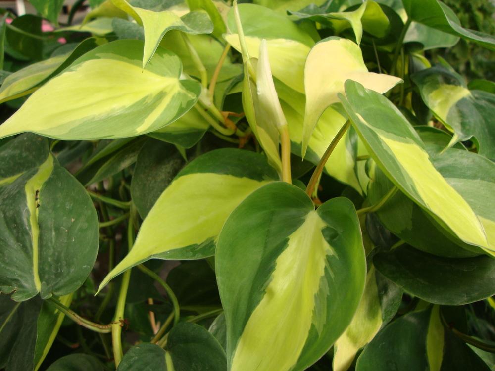 Photo of Philodendron (Philodendron hederaceum var. oxycardium 'Brasil') uploaded by Paul2032