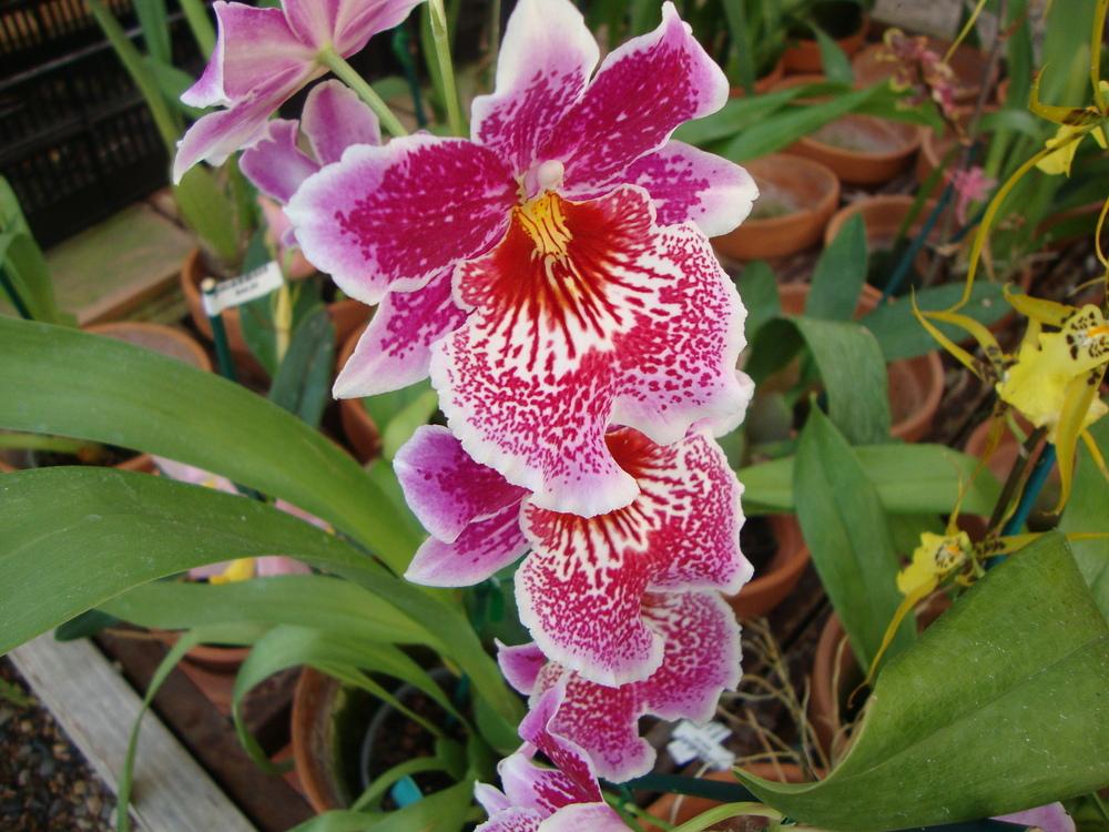 Photo of Pansy Orchid (Miltoniopsis) uploaded by Paul2032