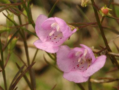 Photo of Slender Gerardia (Agalinis tenuifolia) uploaded by SongofJoy
