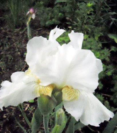 Photo of Intermediate Bearded Iris (Iris 'Low Ho Silver') uploaded by ge1836