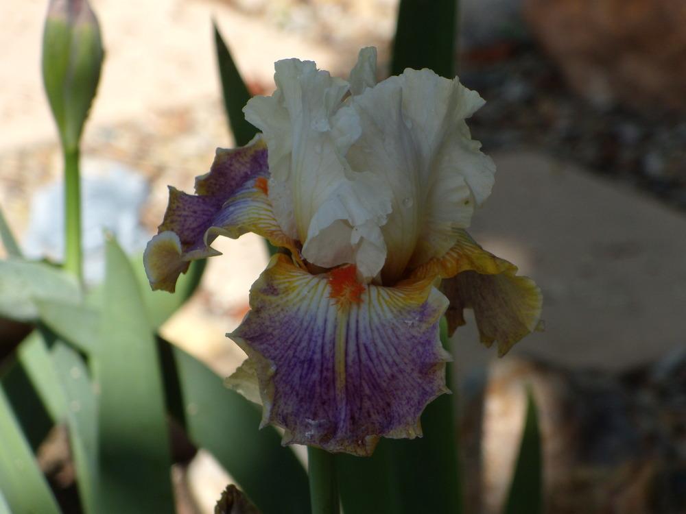 Photo of Tall Bearded Iris (Iris 'Fantasy Ride') uploaded by Betja